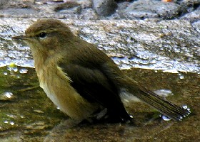 Canary Chiffchaff