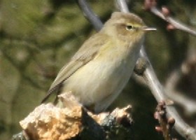 Chiffchaff