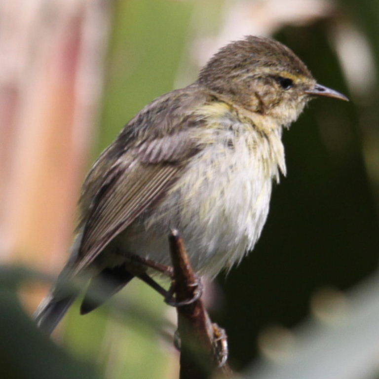 chiffchaff or willow warbler