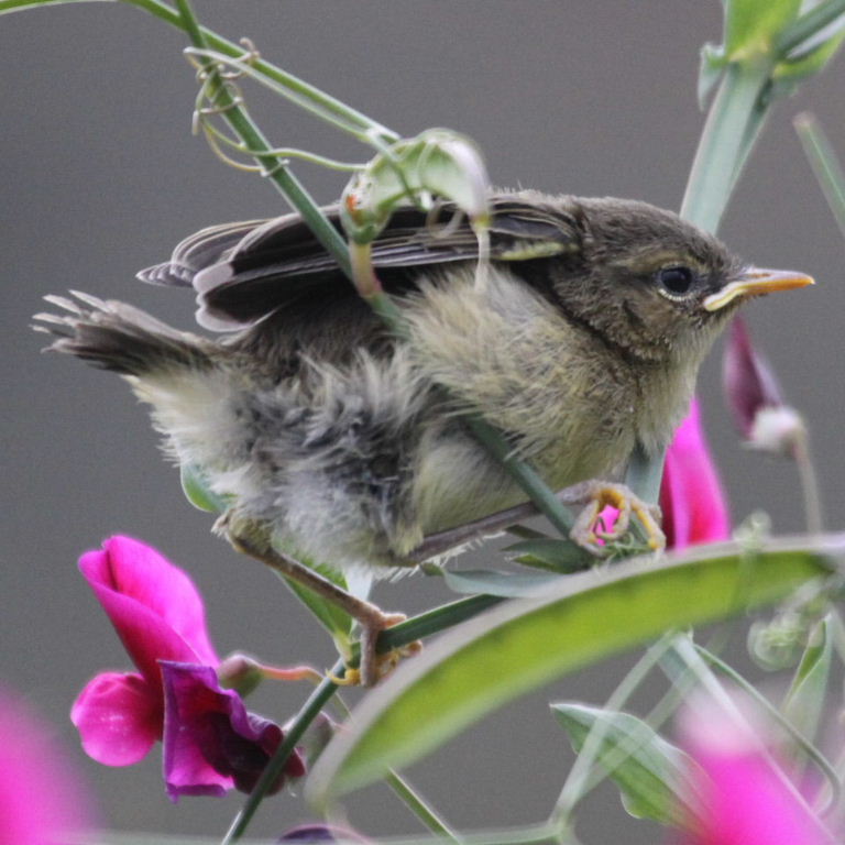 suspected Canary chiffchaff fledgling