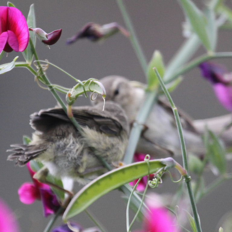 suspected Canary chiffchaff fledgling