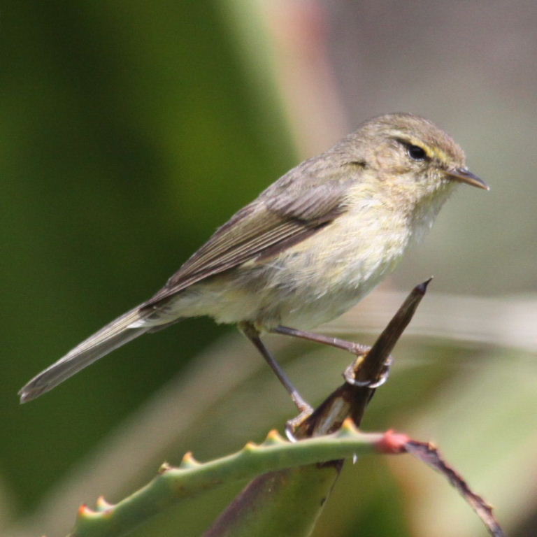 chiffchaff or willow warbler