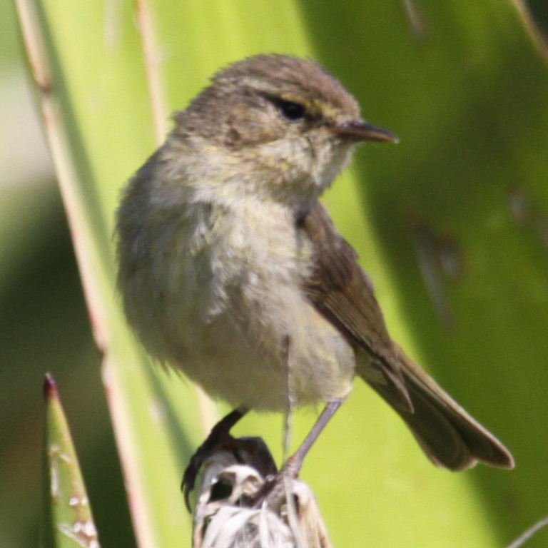 chiffchaff or willow warbler