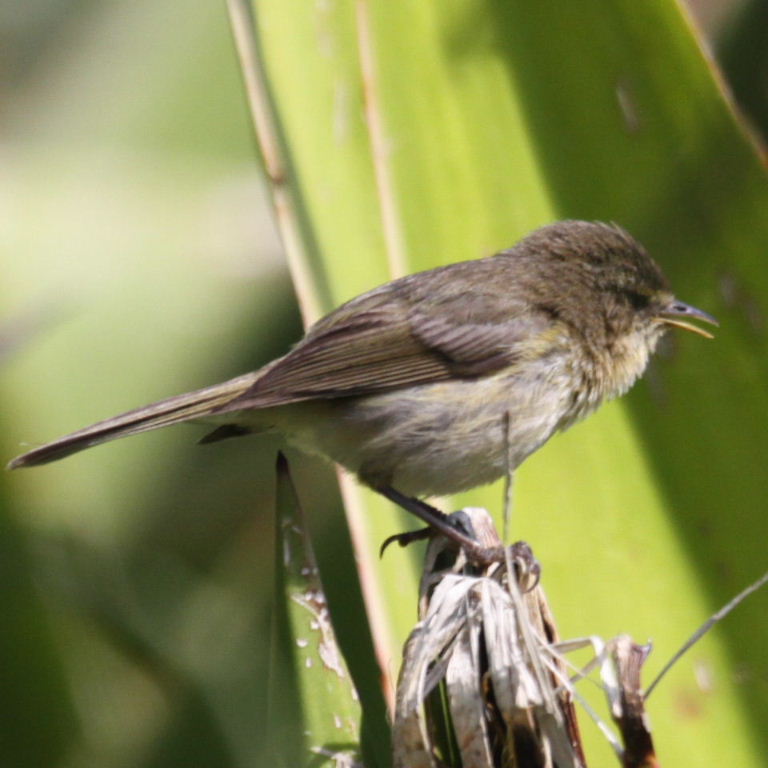 chiffchaff or willow warbler