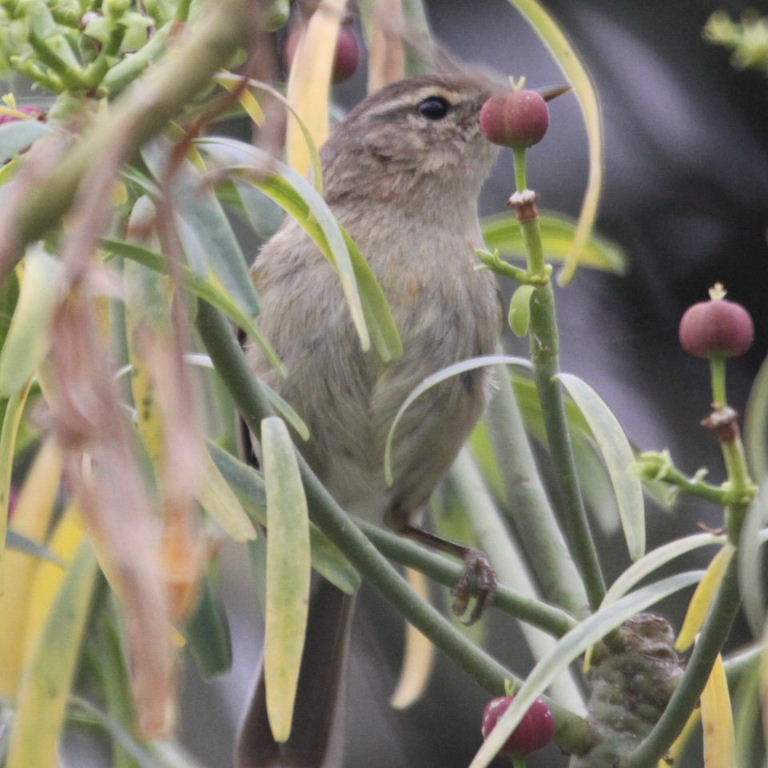chiffchaff or willow warbler