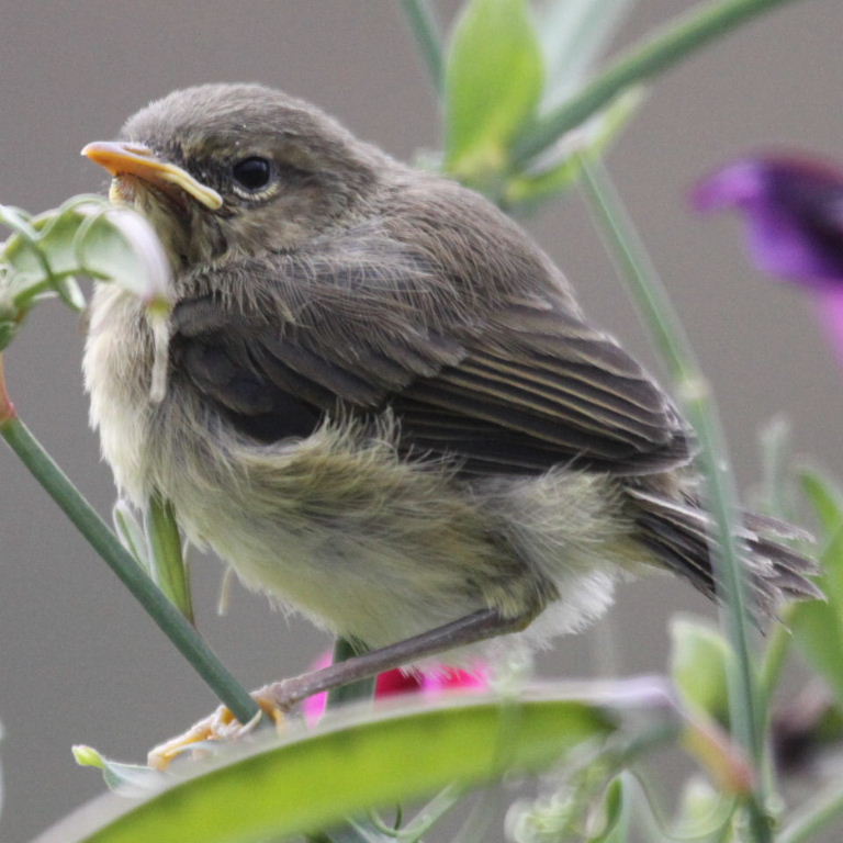 chiffchaff or willow warbler chick