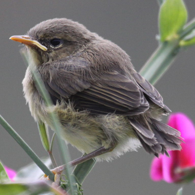 suspected Canary chiffchaff fledgling