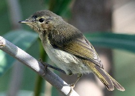 Willow Warbler