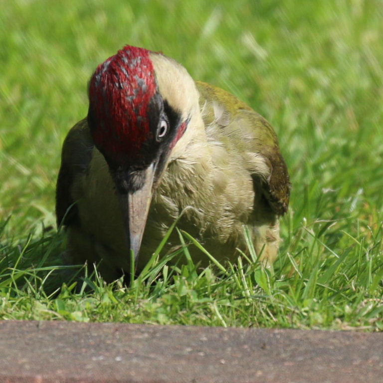 Green Woodpecker