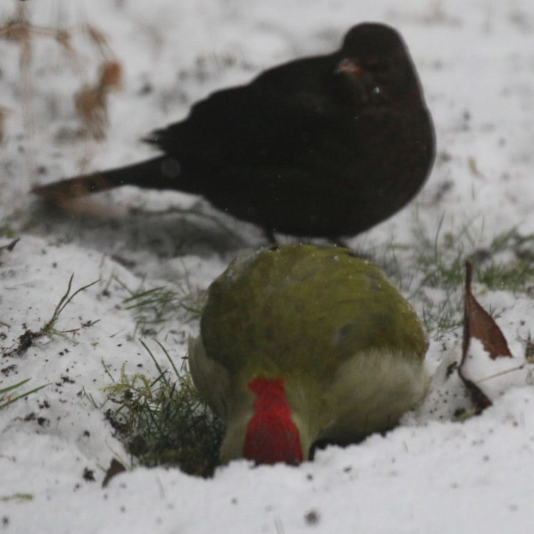 Green Woodpecker and Blackbird
