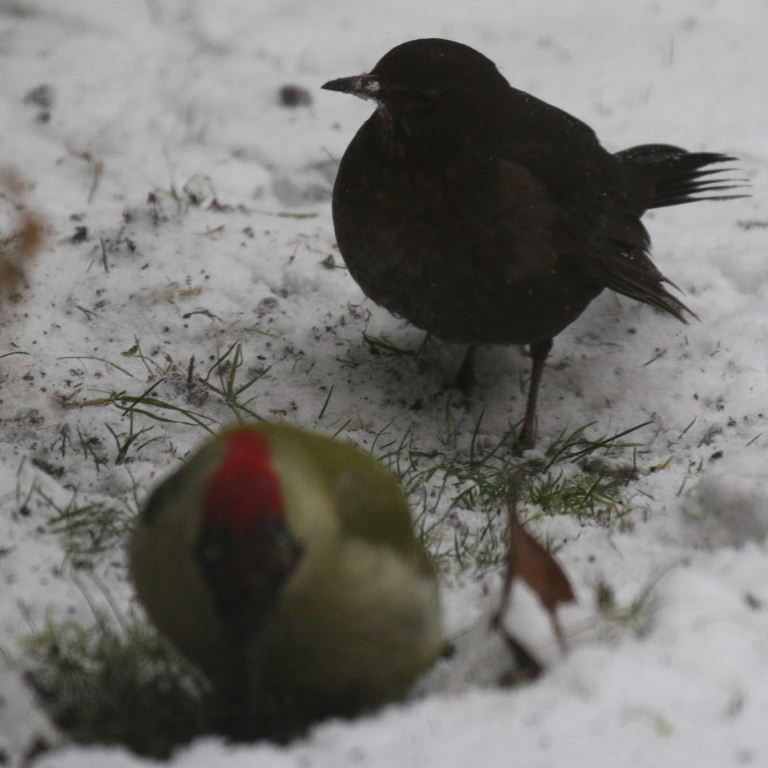 Greenwoodpecker and Blackbird