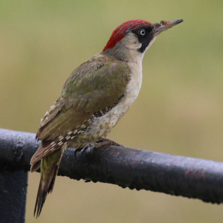 Green Woodpecker