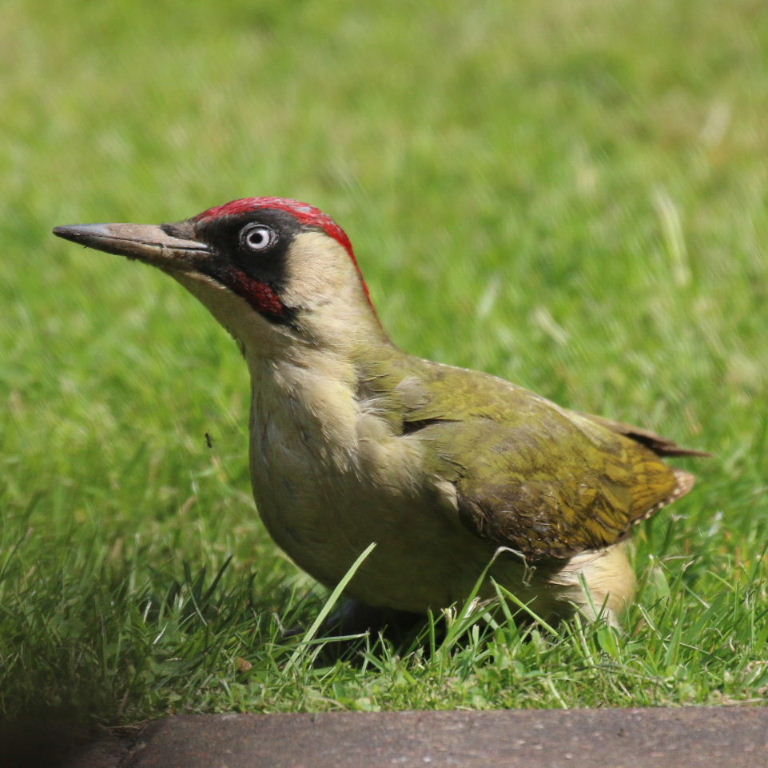 Green Woodpecker
