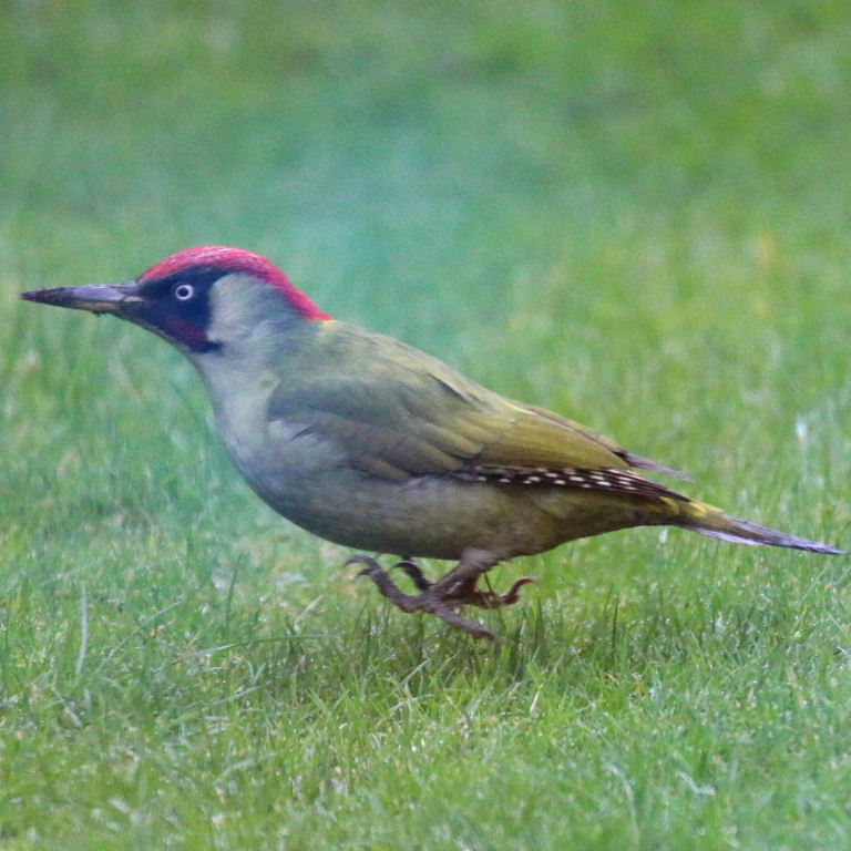 Greenwoodpecker