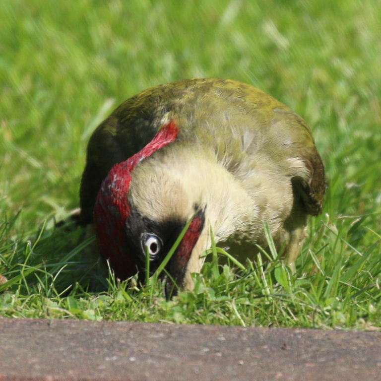 Green Woodpecker