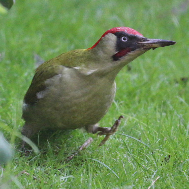 Green Woodpecker zygodactyl feet