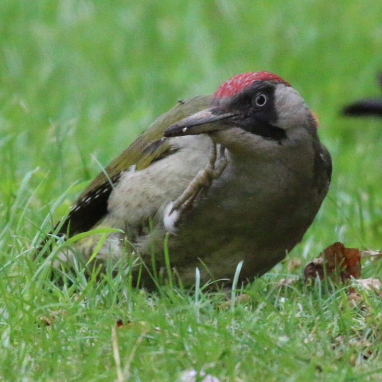 More Green Woodpeckers