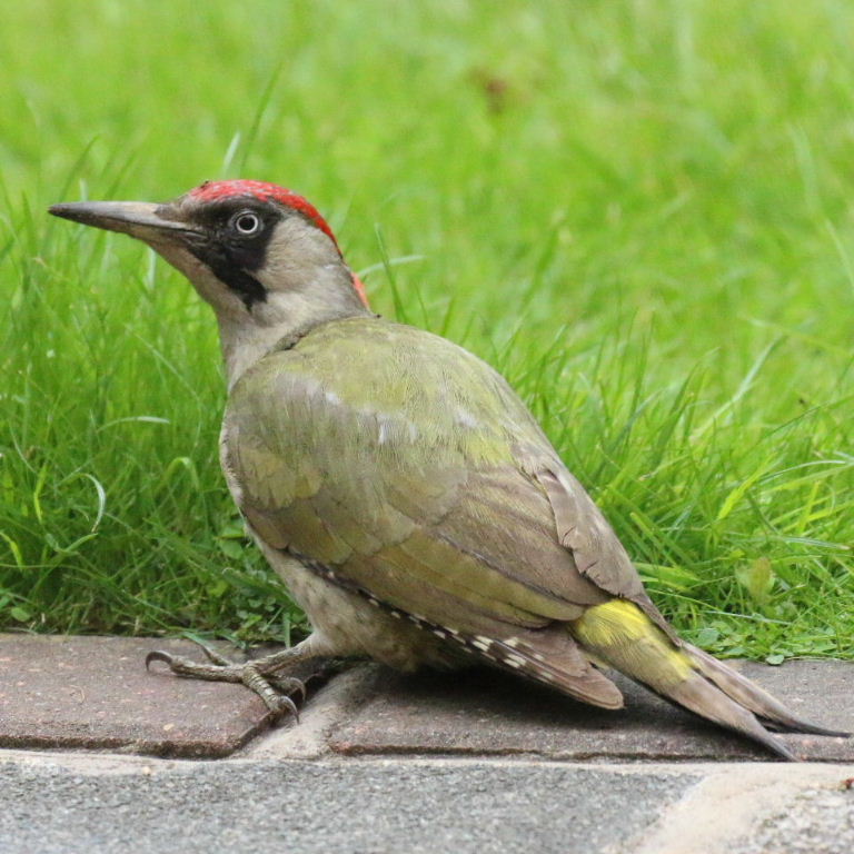 Greenwoodpecker zygodactyl feet