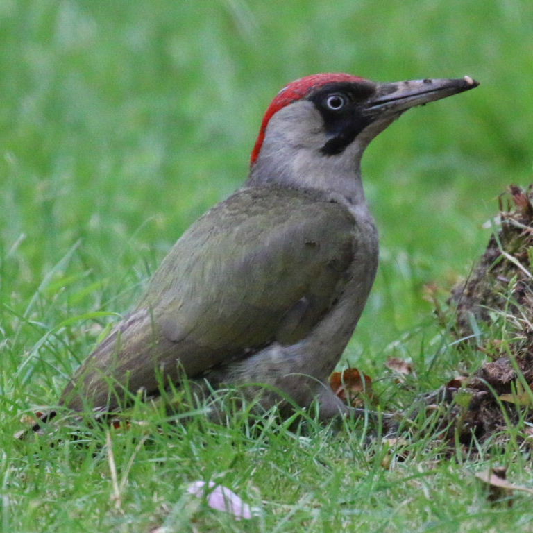 Green Woodpecker