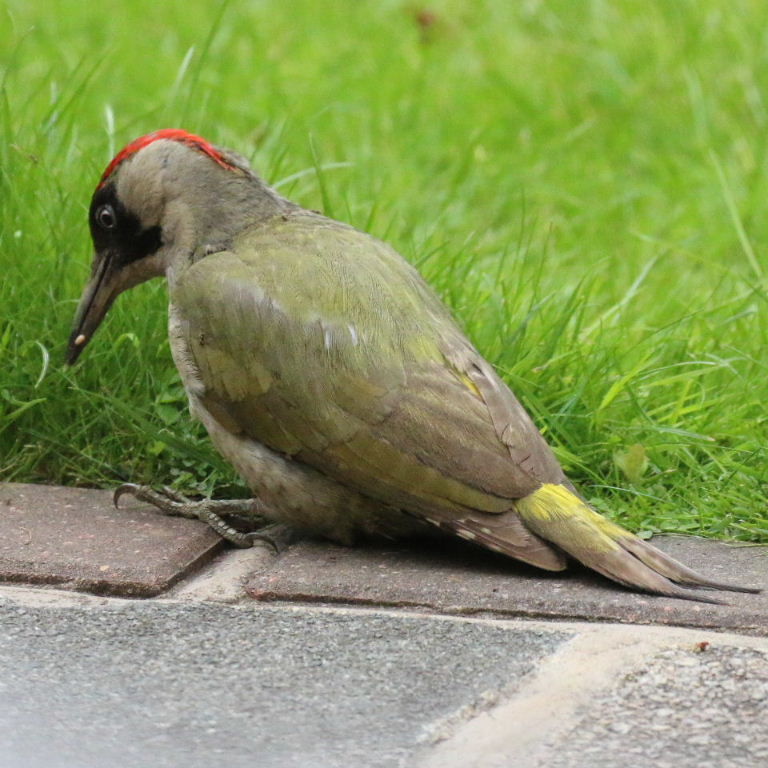 Green Woodpecker by patio