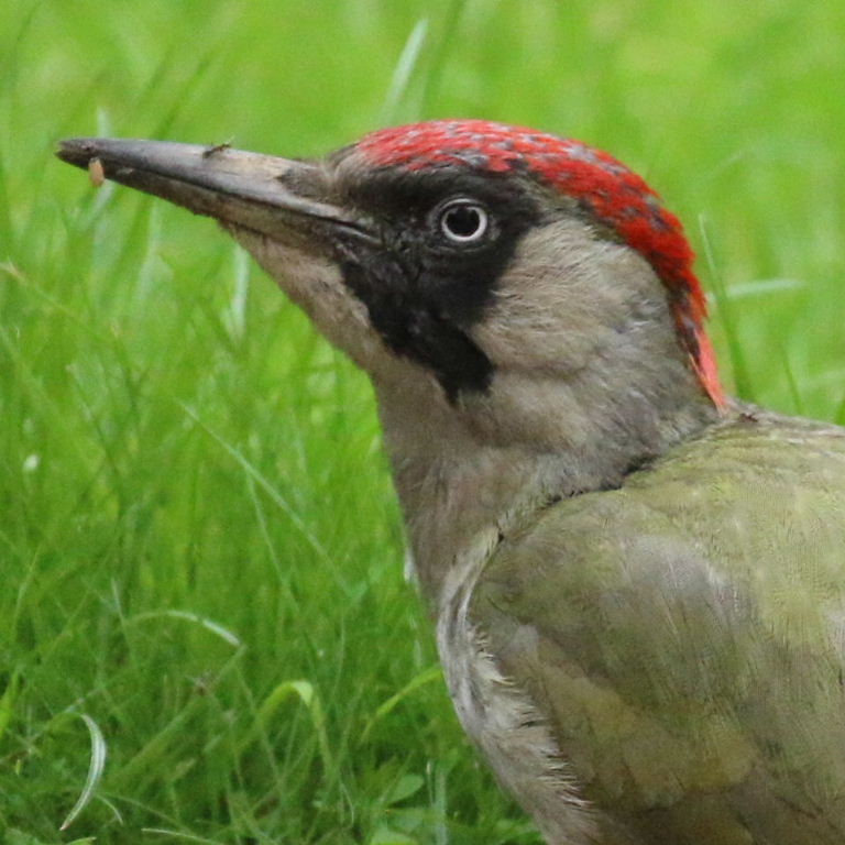 Greenwoodpecker and Ant