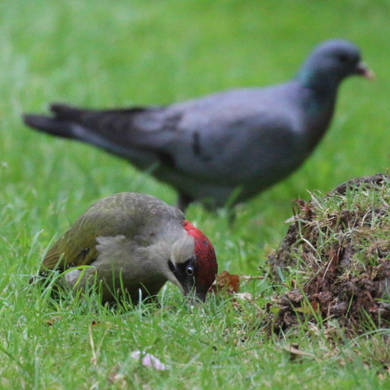 Green Woodpecker and Stock Dove