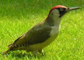 green woodpecker