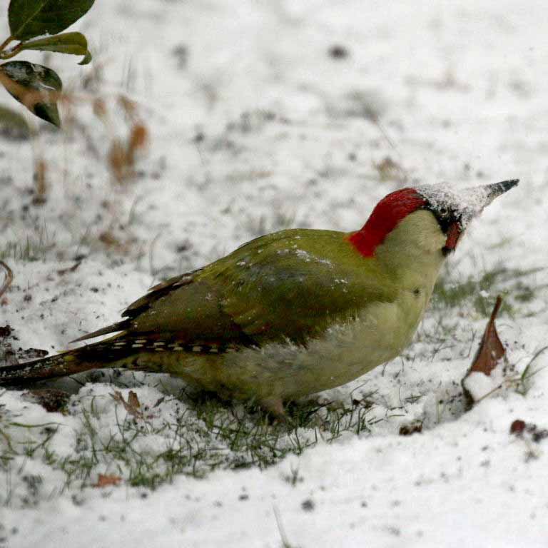 Green Woodpecker icepick