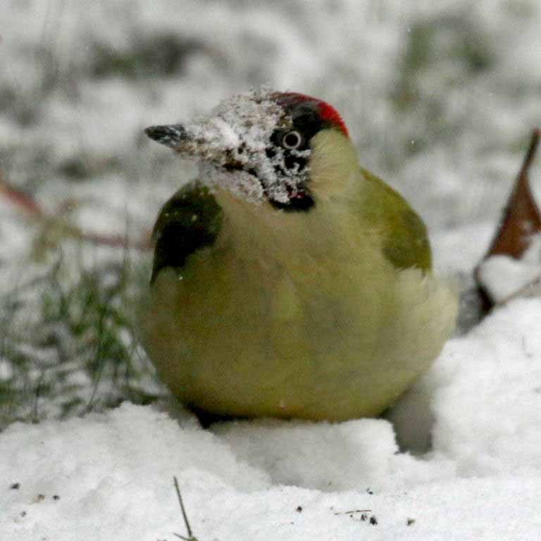 Green Woodpecker in snow