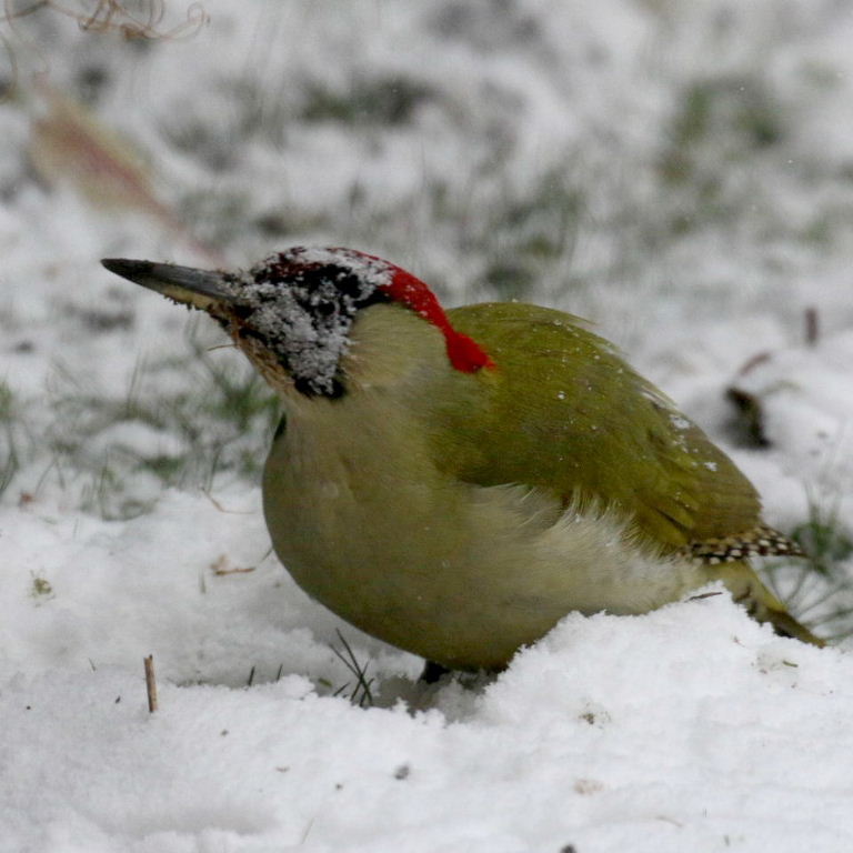 Green Woodpecker in snow