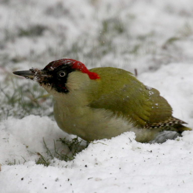 Green Woodpecker in snow