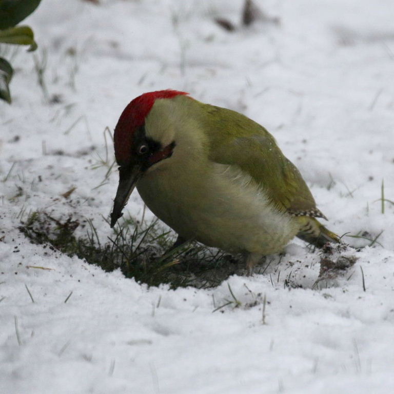 Green Woodpecker in snow