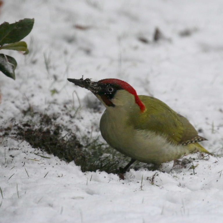 Green Woodpecker in snow