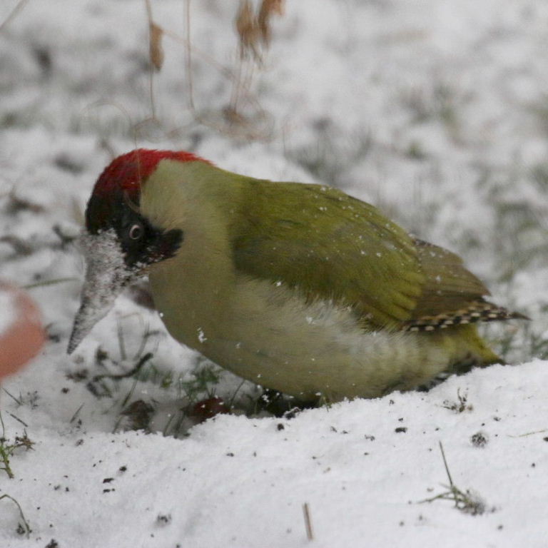 Green Woodpecker in snow