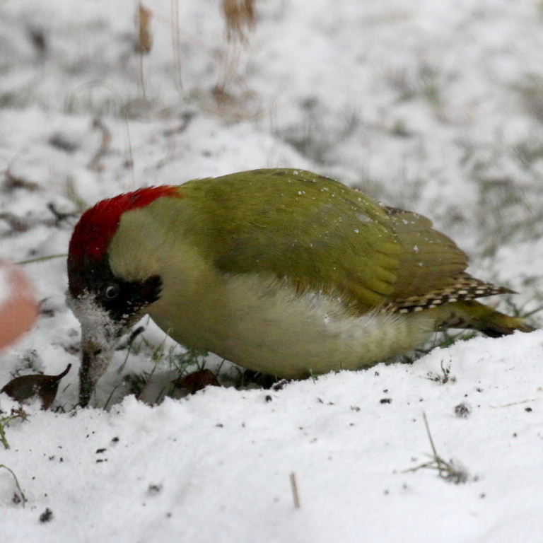 Green Woodpecker in snow