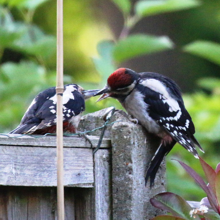 Great Spotted Woodpecker dad feeding young