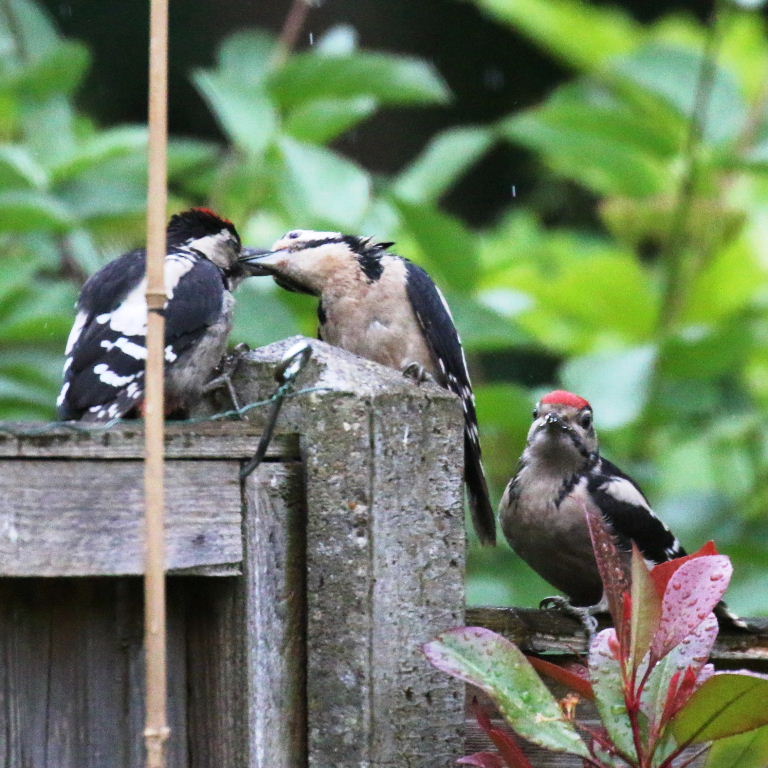 Great Spotted Woodpecker dad feeding young