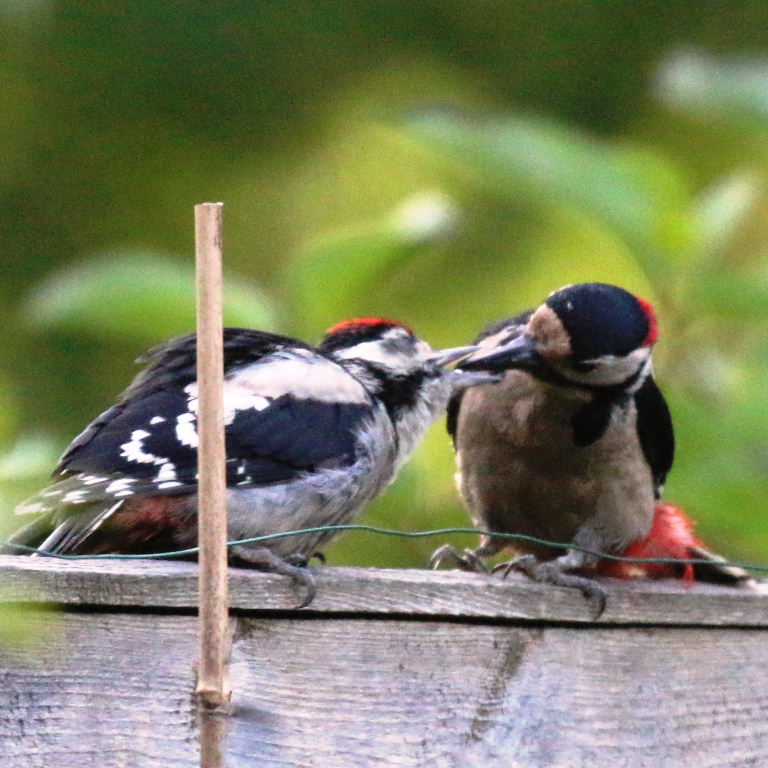 Great Spotted Woodpecker dad feeding young