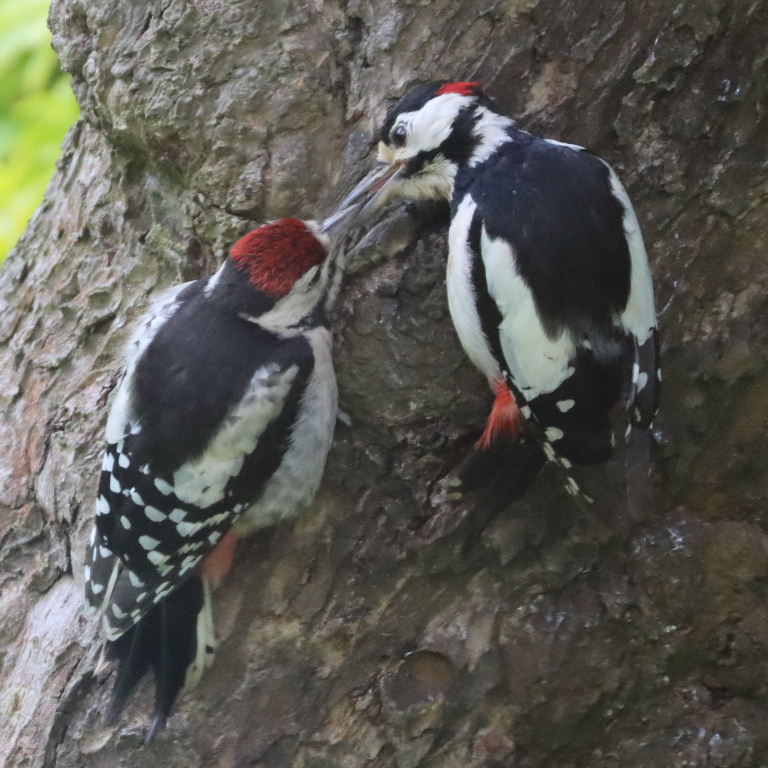 Great Spotted Woodpecker dad feeding young