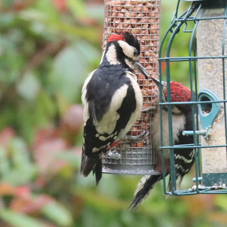 Great Spotted Woodpecker dad feeding young