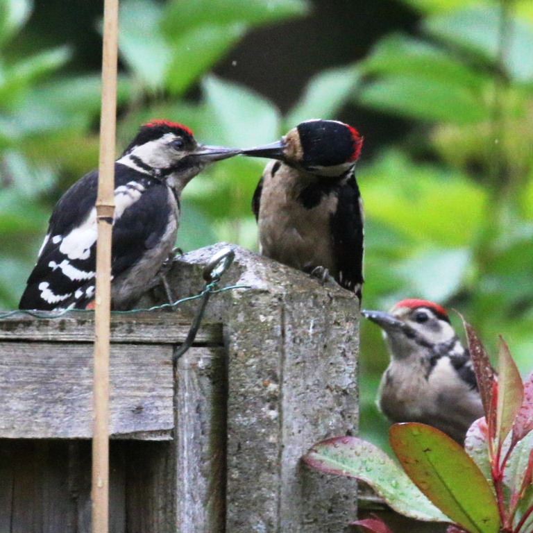 Great Spotted Woodpecker feeding young