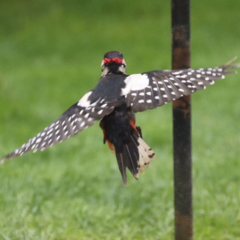 Great Spotted Woodpecker in flight