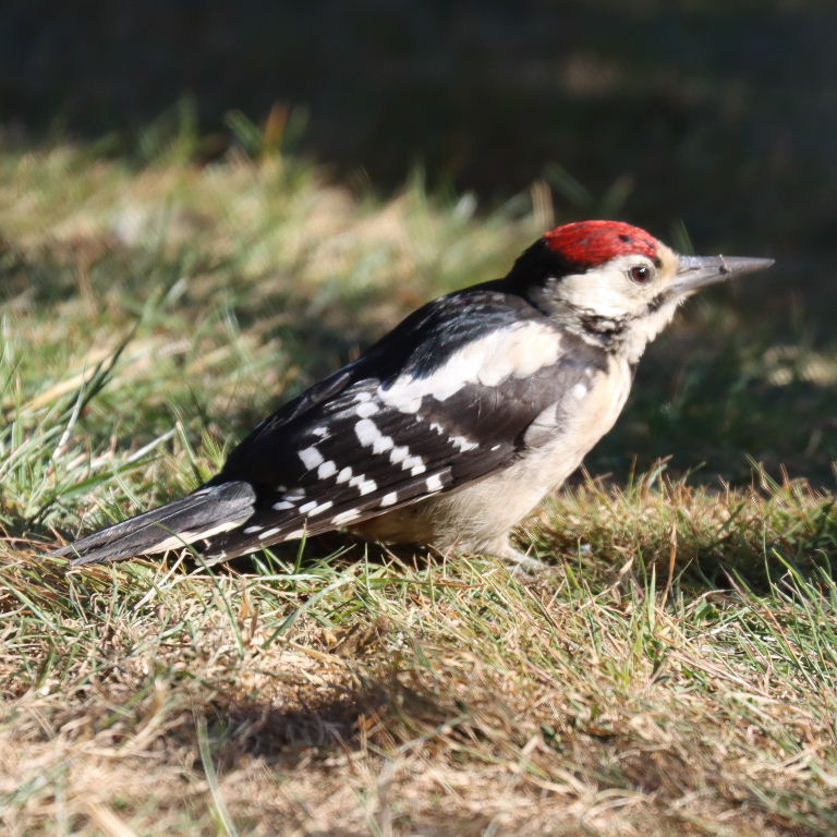Great Spotted Woodpecker juvenile on the ground