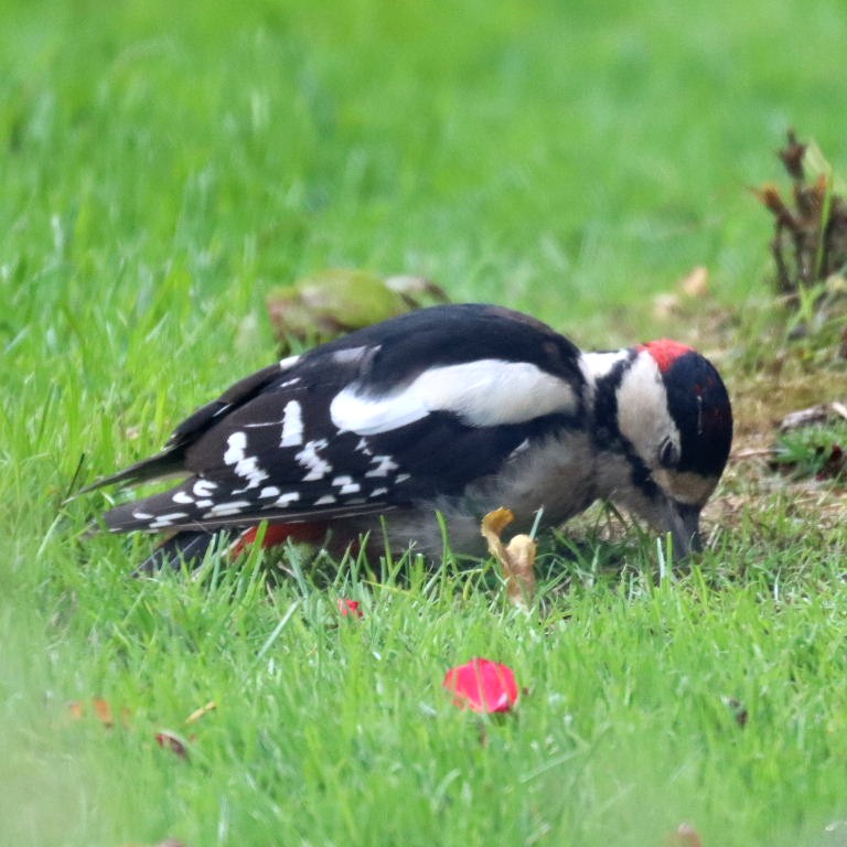Great Spotted Woodpecker on the ground