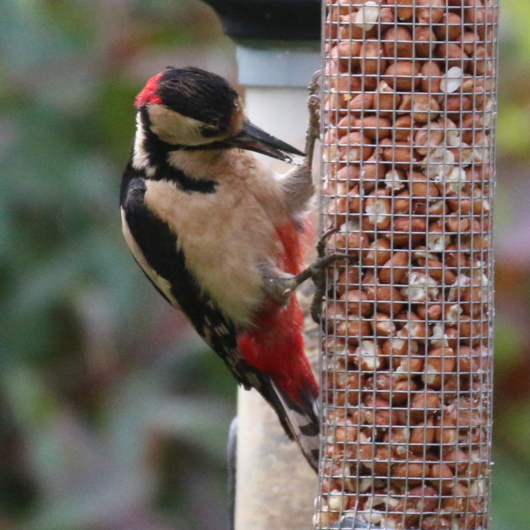 Great Spotted Woodpecker