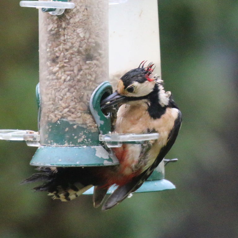 Great Spotted Woodpecker