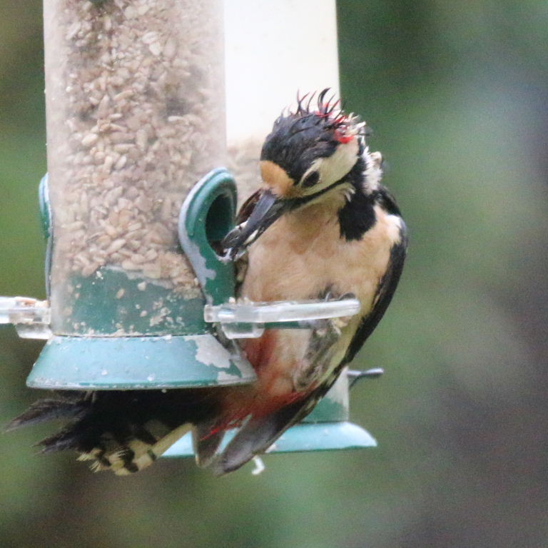 Great Spotted Woodpecker