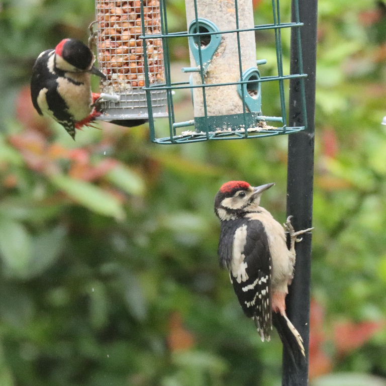 Great Spotted Woodpecker juvenile