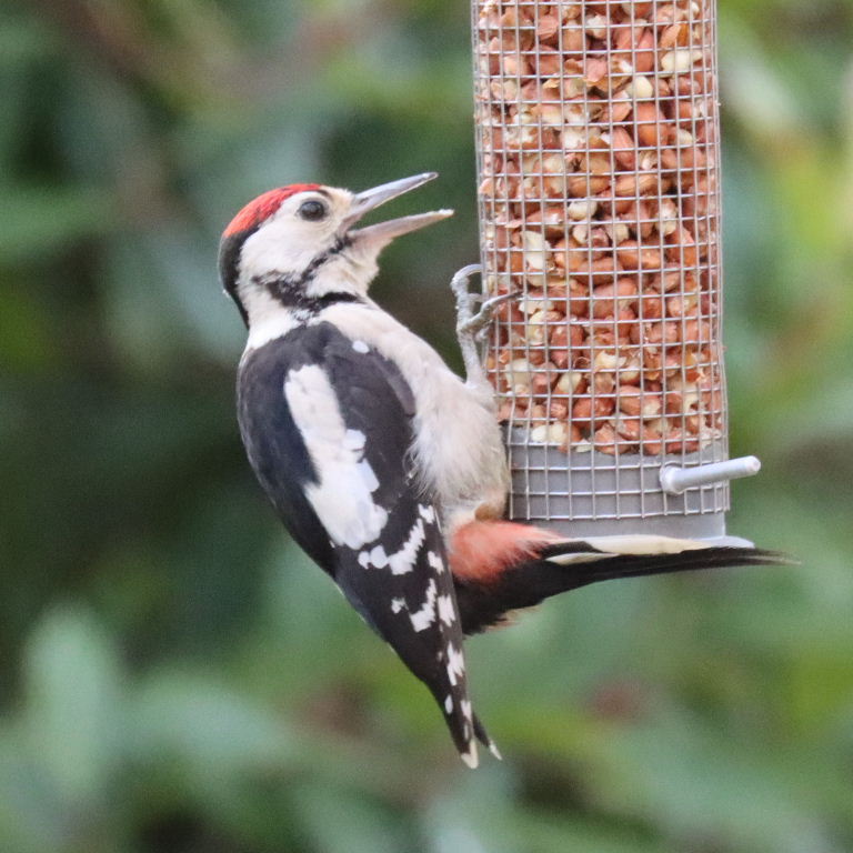 Great Spotted Woodpecker juvenile