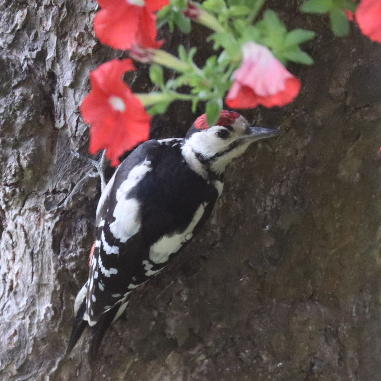 Great Spotted Woodpecker juvenile